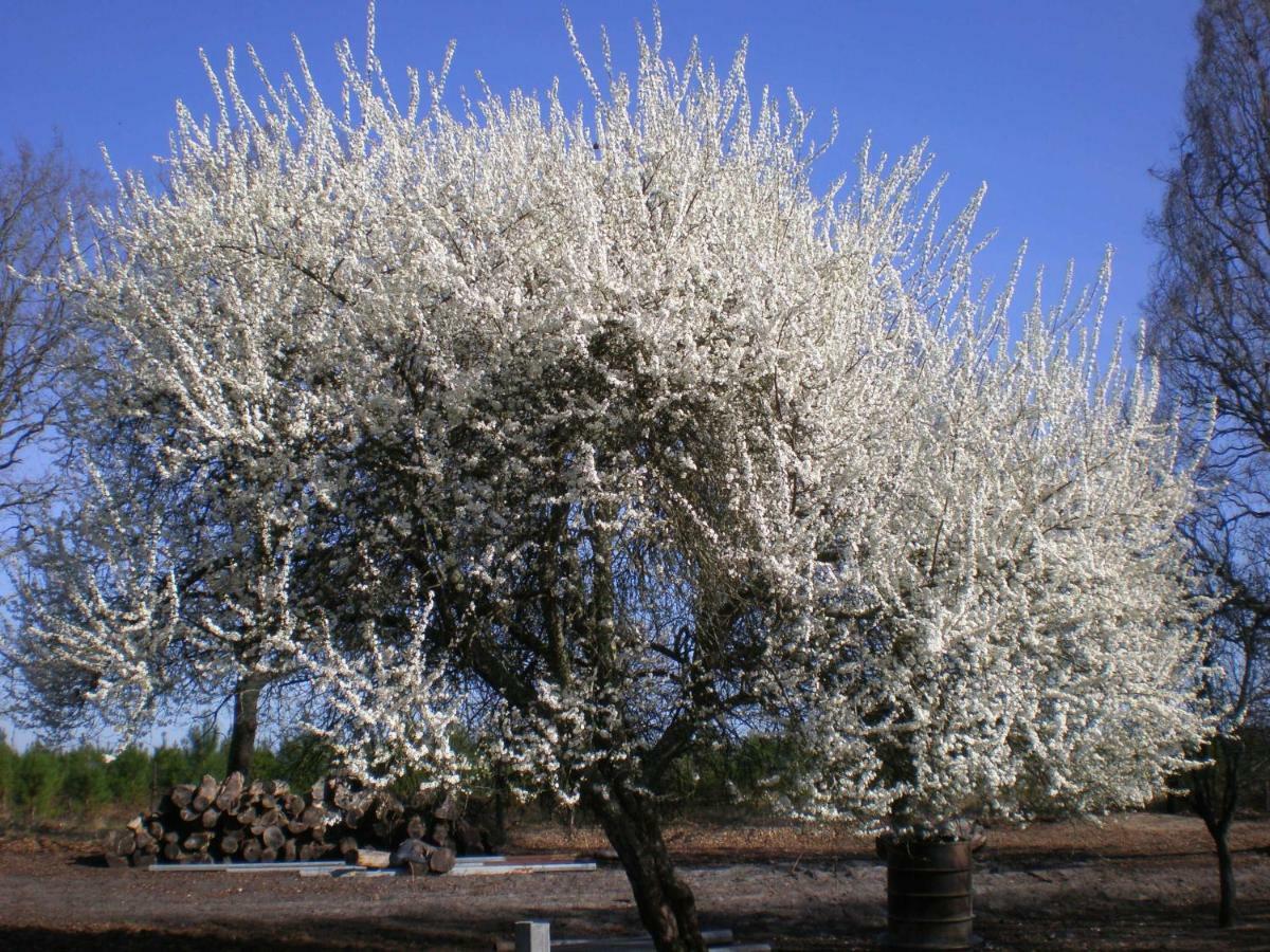 Cabane Perchee Solférino 외부 사진